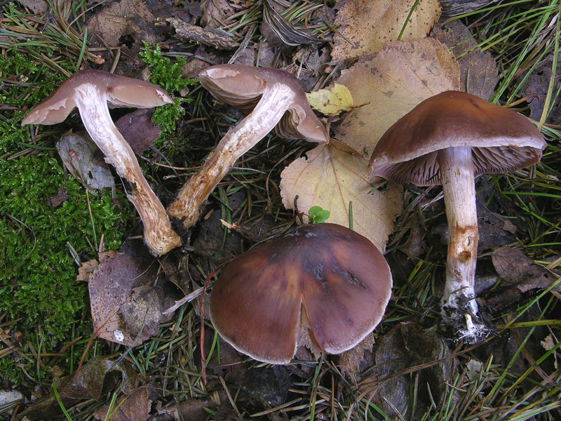 Telamonia da determinare. (cfr. C. agathosmus/C. evernius)